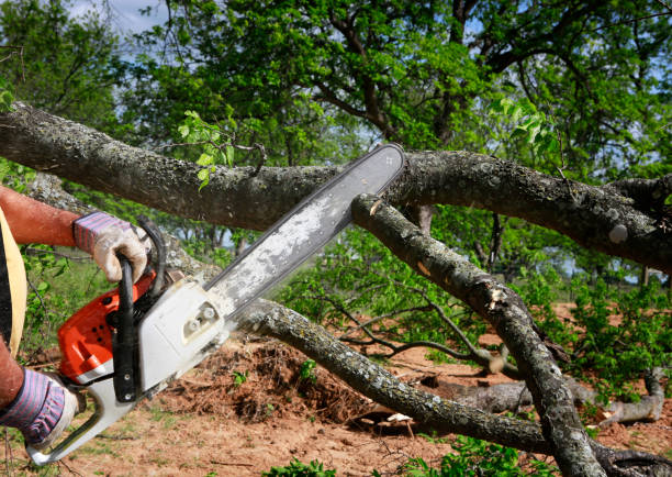How Our Tree Care Process Works  in  Lincoln, ID